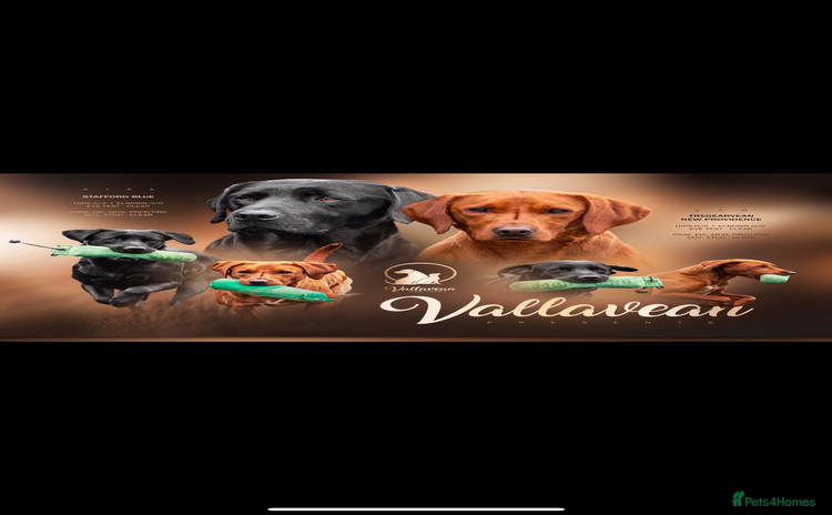 Labrador Retriever dogs - Advert 2
