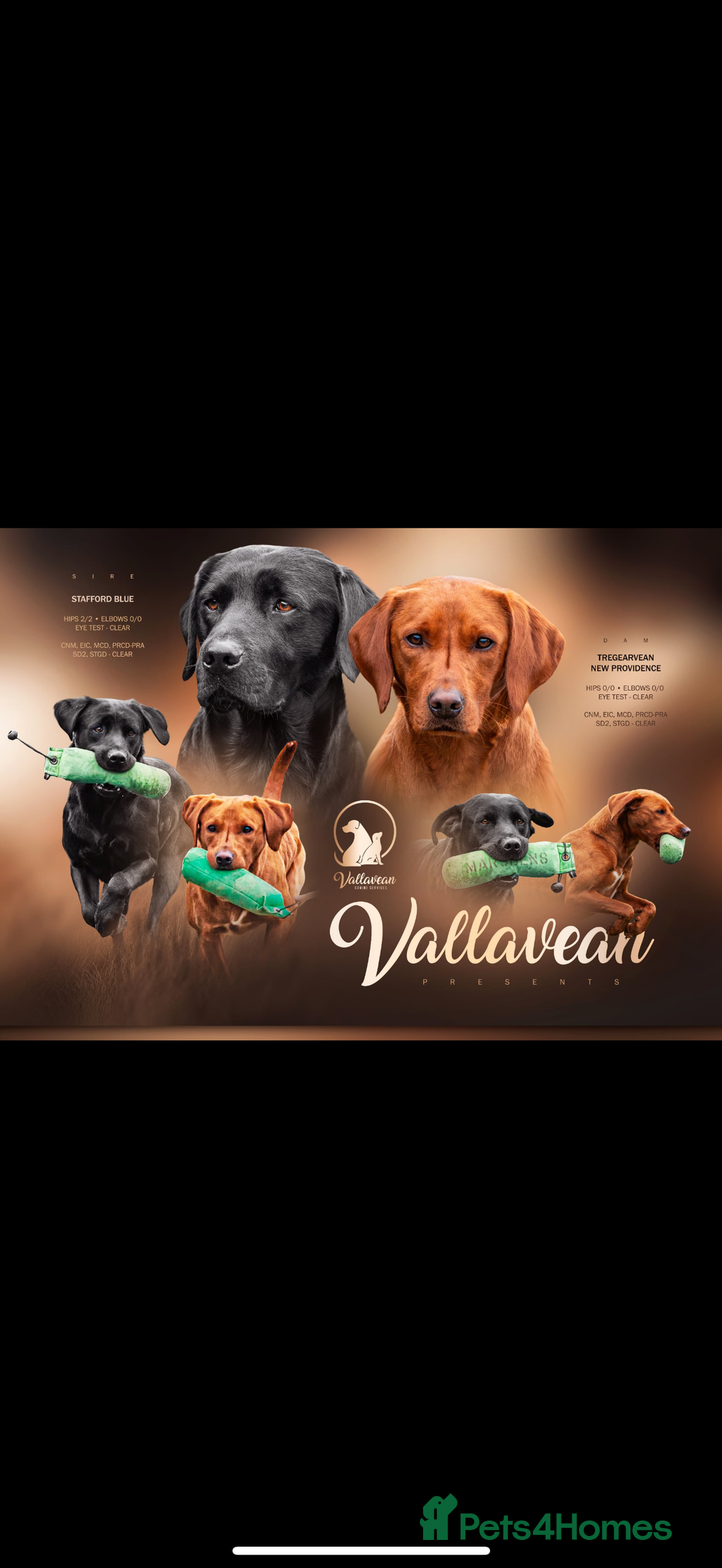Labrador Retriever dogs for sale: Fully health tested Labrador puppies  - Image 1