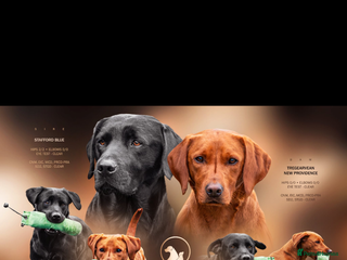 Labrador Retriever dogs - Advert 19
