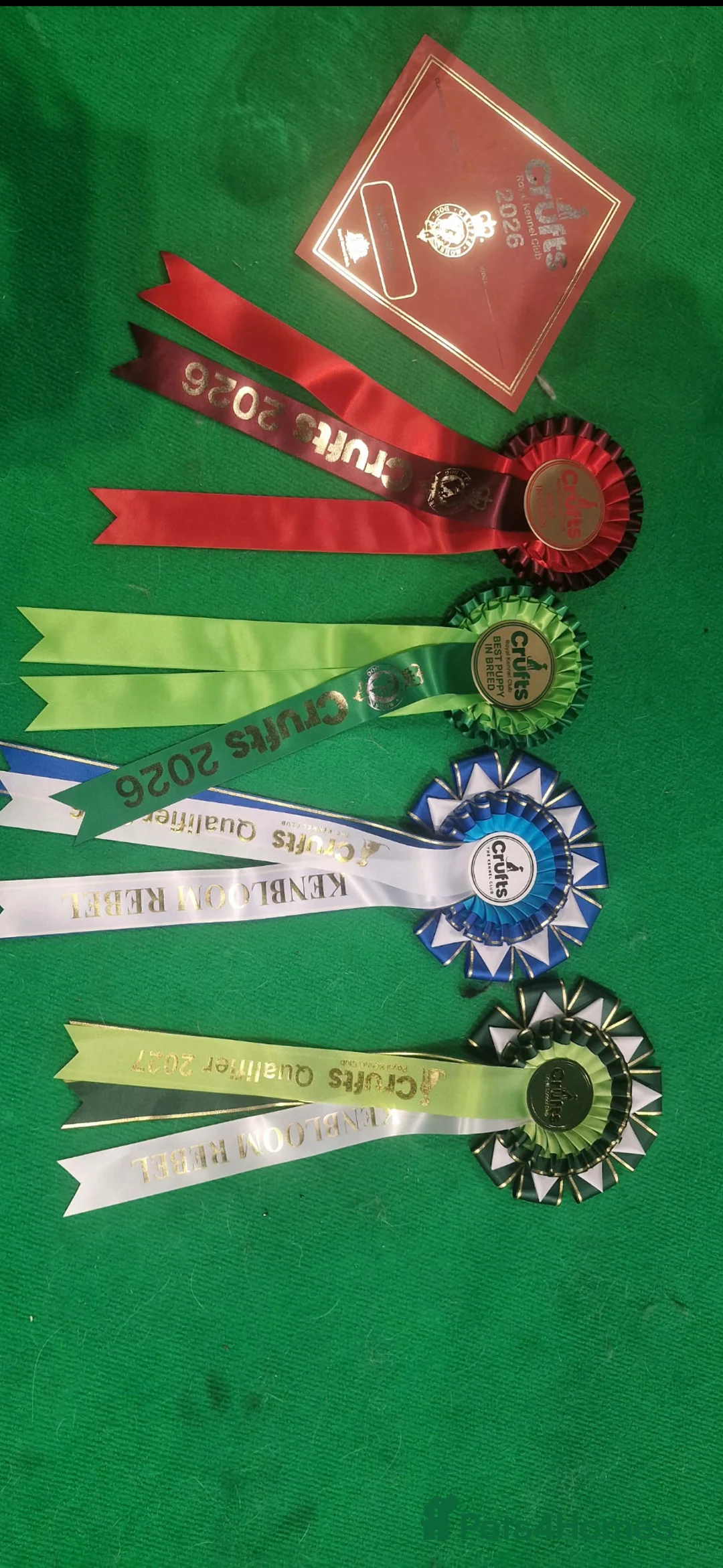 Saint Bernard dogs for sale: Waiting list open due may 23rd  - Advert 2