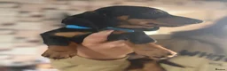 Dachshund dogs for sale: Mini dachshund puppys in Stoke-on-Trent - Advert 13