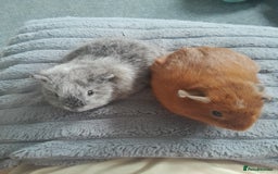 Guinea Pig rodents for sale: Female guinea pigs - Image 1