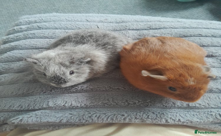 Guinea Pig rodents - Advert 1