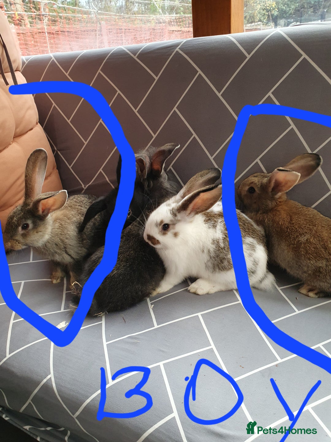 Mixed Breed rabbits for sale: Rabbits for sale  - Advert 10