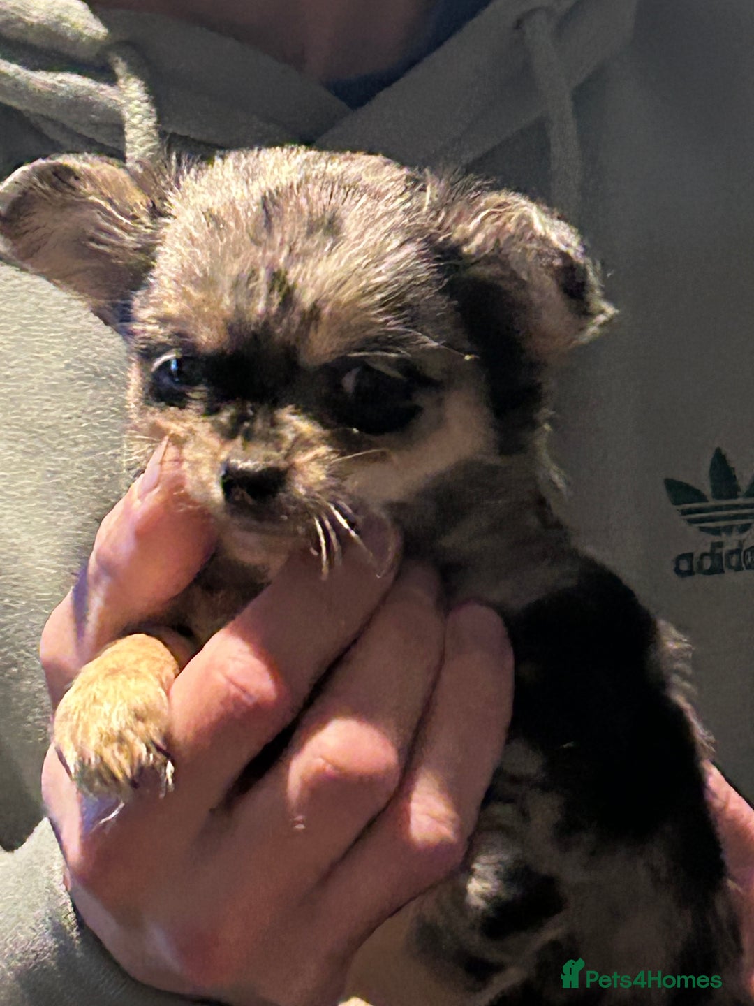 Chihuahua dogs for sale: Full tiny chi pups - Advert 2