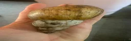Snails invertebrates for sale: Jade albino giant African land snails  - Advert 1