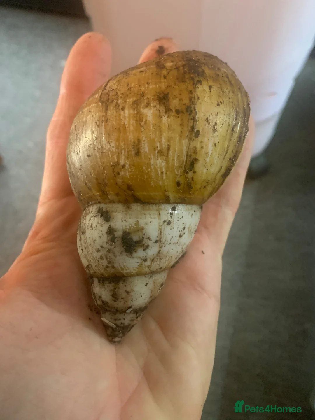 Snails invertebrates for sale: Jade albino giant African land snails  - Advert 1