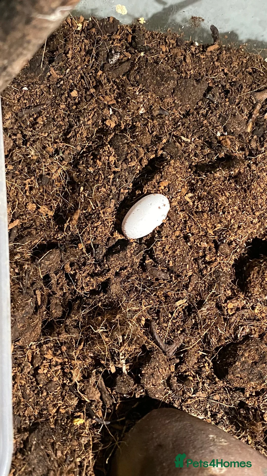 Gecko reptiles for sale: 3 Adult Crested Geckos, and recently laid egg. 🥚  in Ilkeston - Advert 2