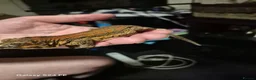 Gecko reptiles for sale: Lovely red stripe male gargoyle gecko in London - Advert 8