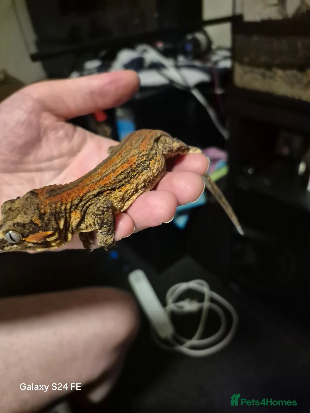 Gecko reptiles for sale: Lovely red stripe male gargoyle gecko in London - Advert 8