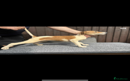 Lurcher dogs for sale: Beautiful Lurcher Puppies – Well Bred, Ready Now! - Image 9