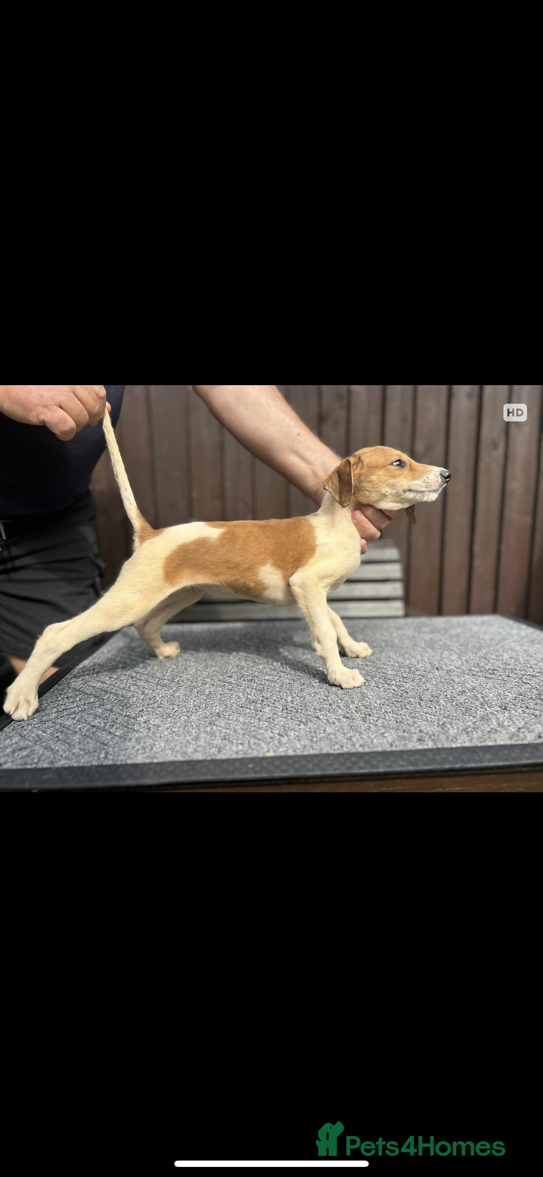 Lurcher dogs for sale: Beautiful Lurcher Puppies – Well Bred, Ready Now! - Image 9