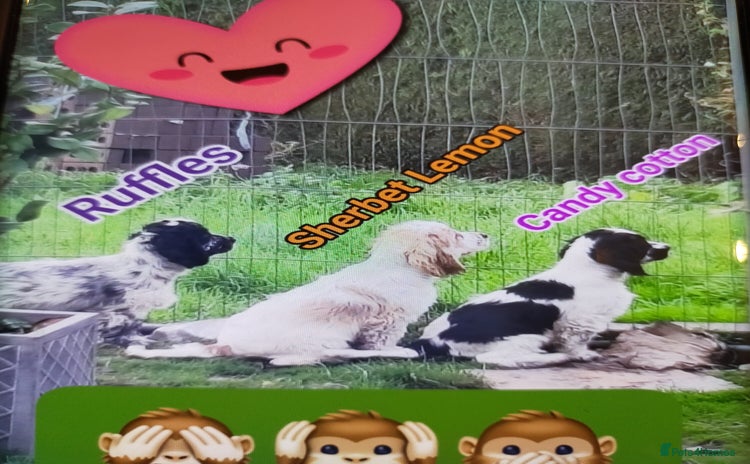Cocker Spaniel dogs - Advert 9