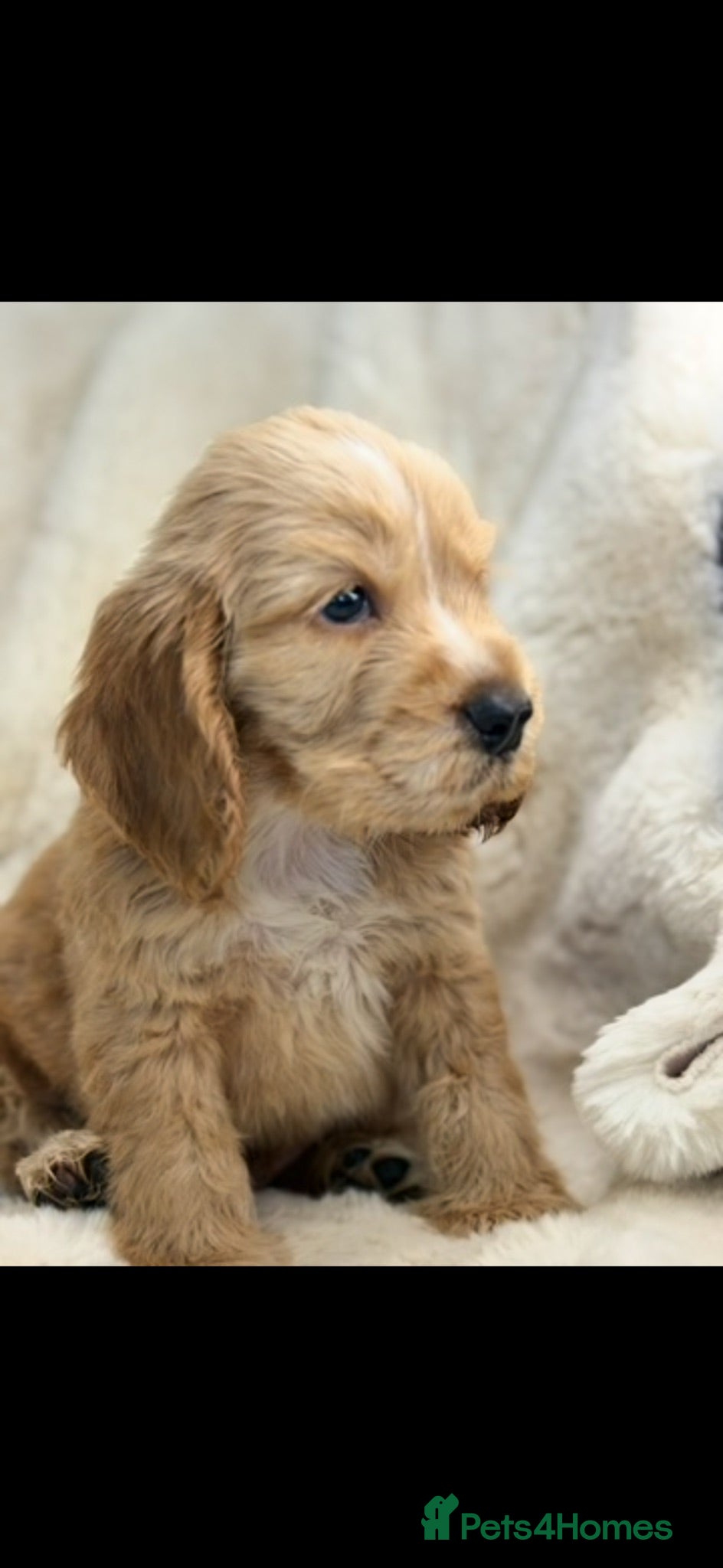 Cocker Spaniel dogs Beautiful show cocker spaniel pups  - Advert 1