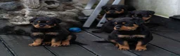 Rottweiler dogs for sale: Chunky German Rottweilers pups  - Advert 10