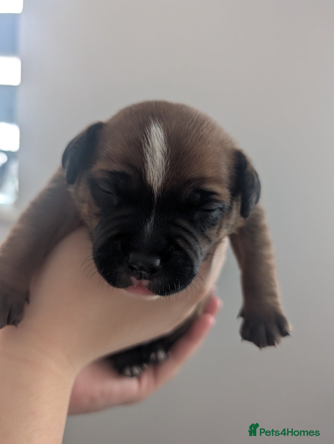Staffordshire Bull Terrier dogs for sale: Red Staffordshire bull terrier pups  - Image 1