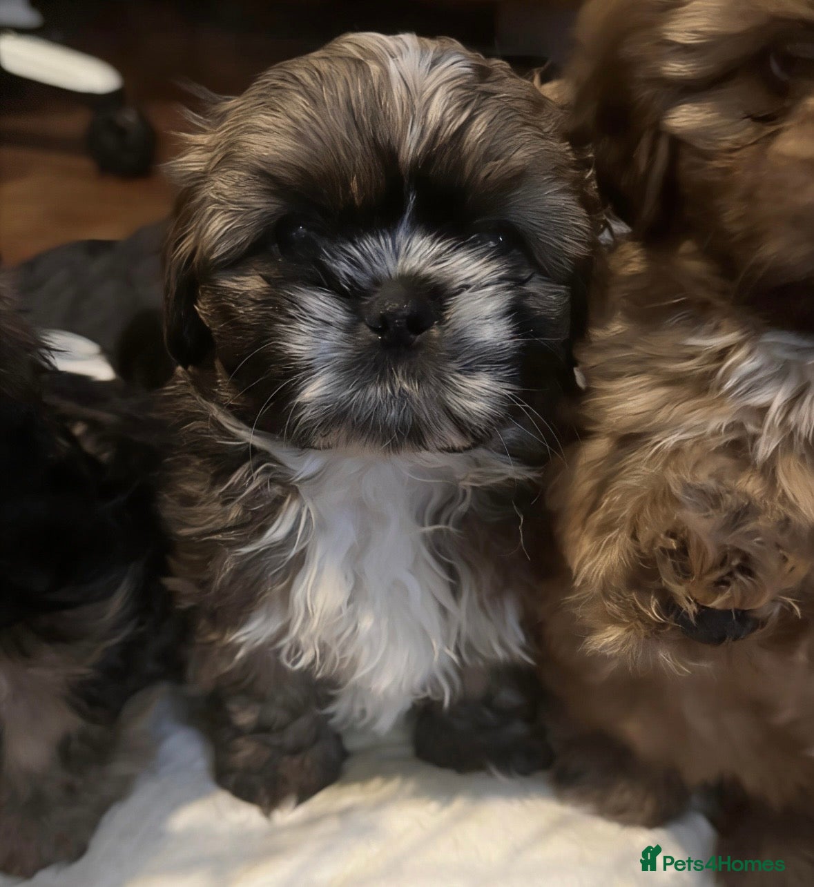 Shih Tzu dogs 2 girl shih tzu puppies, ready in 1 week - Advert 6