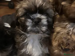 Shih Tzu dogs 2 girl shih tzu puppies, ready in 1 week - Advert 6