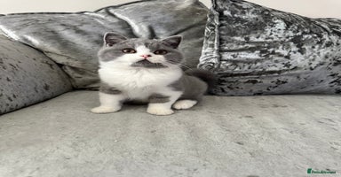 British Shorthair cats - Advert 12