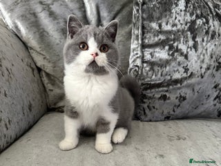 British Shorthair cats - Advert 8