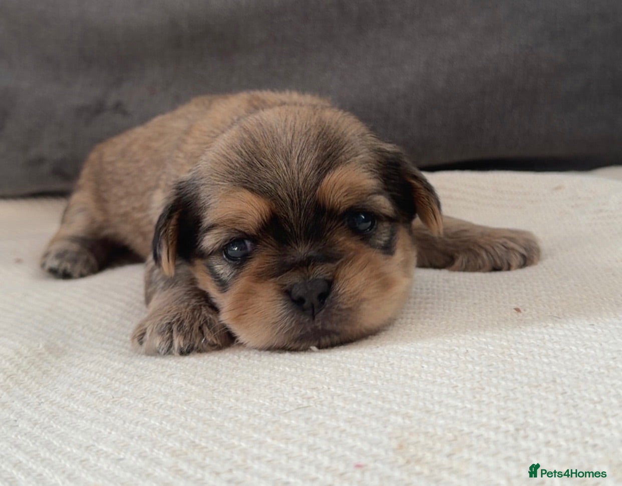 Shih Tzu dogs 4 Gorgeous boy imperial Shih Tzu  - Advert 16
