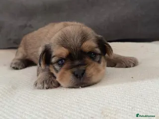 Shih Tzu dogs 4 Gorgeous boy imperial Shih Tzu - Advert 16