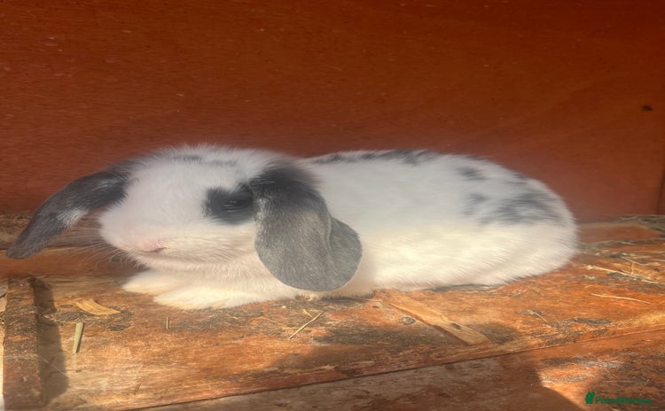 Mini Lop rabbits - Advert 8