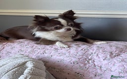 Chihuahua dogs for sale: Adult Chihuahua girl - Image 1