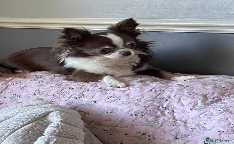 Chihuahua dogs - Advert 14