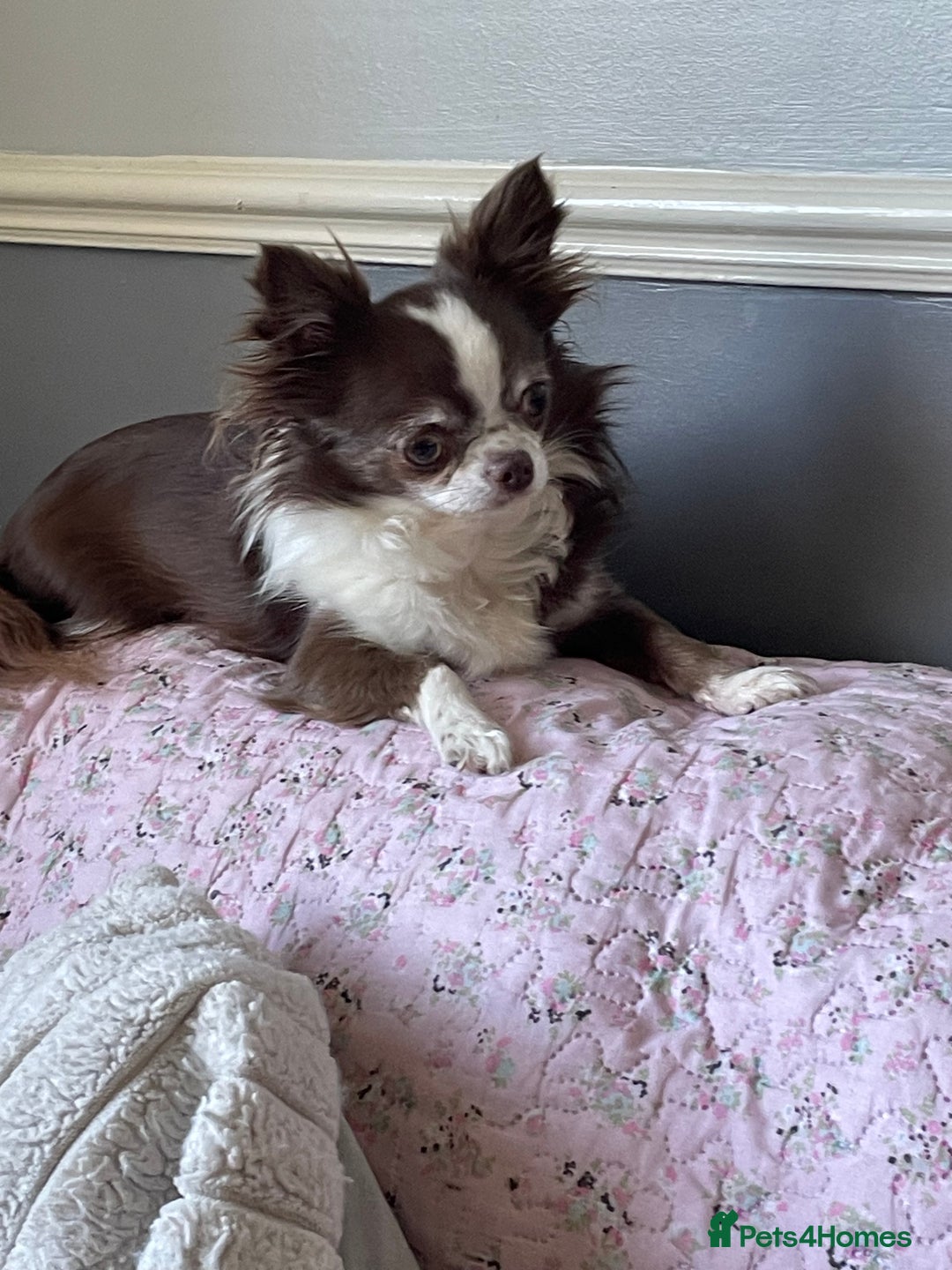 Chihuahua dogs for sale: Adult Chihuahua girl - Image 1