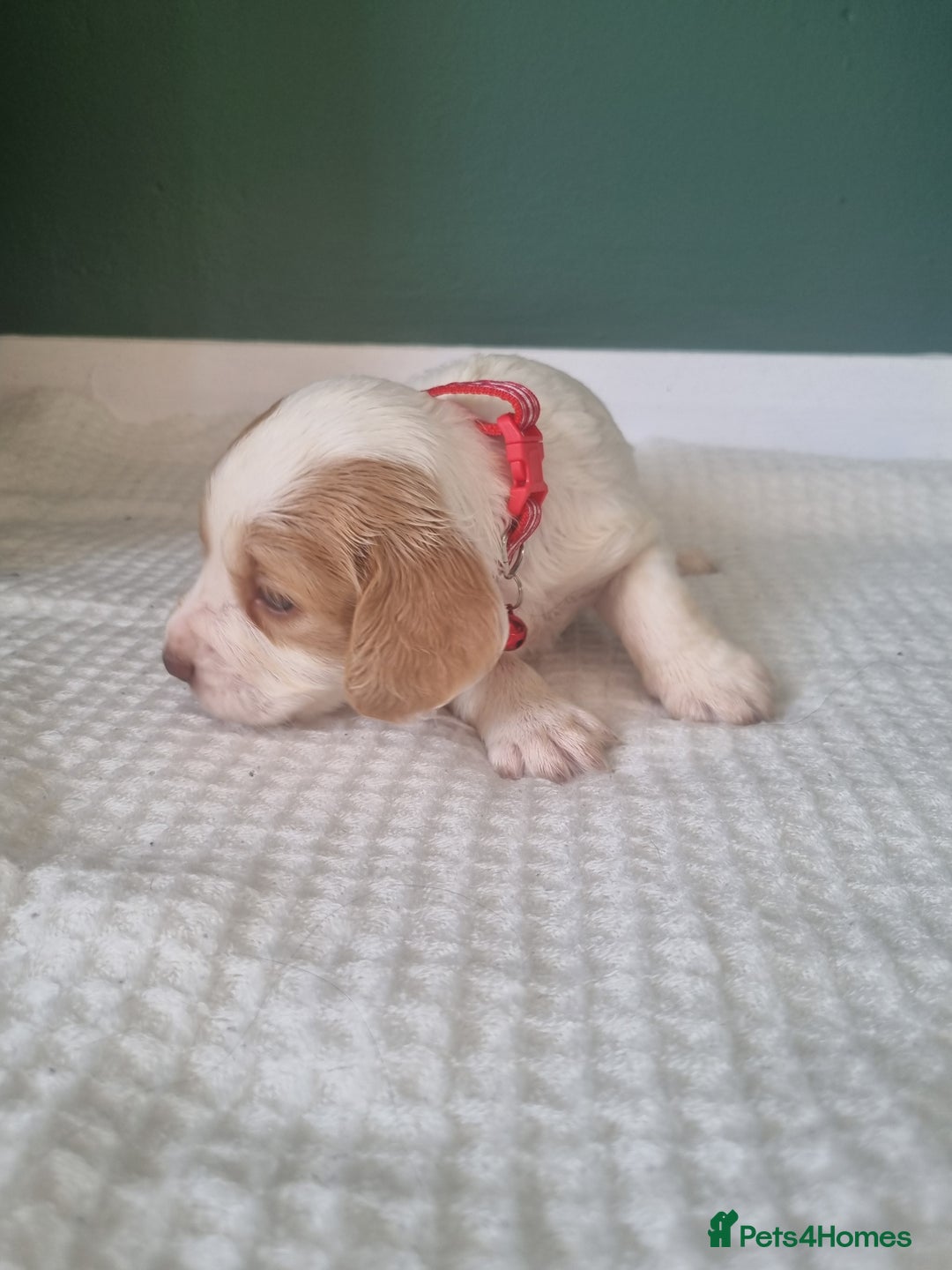 Cocker Spaniel dogs for sale: Beautiful cocker spaniel puppies - Image 7
