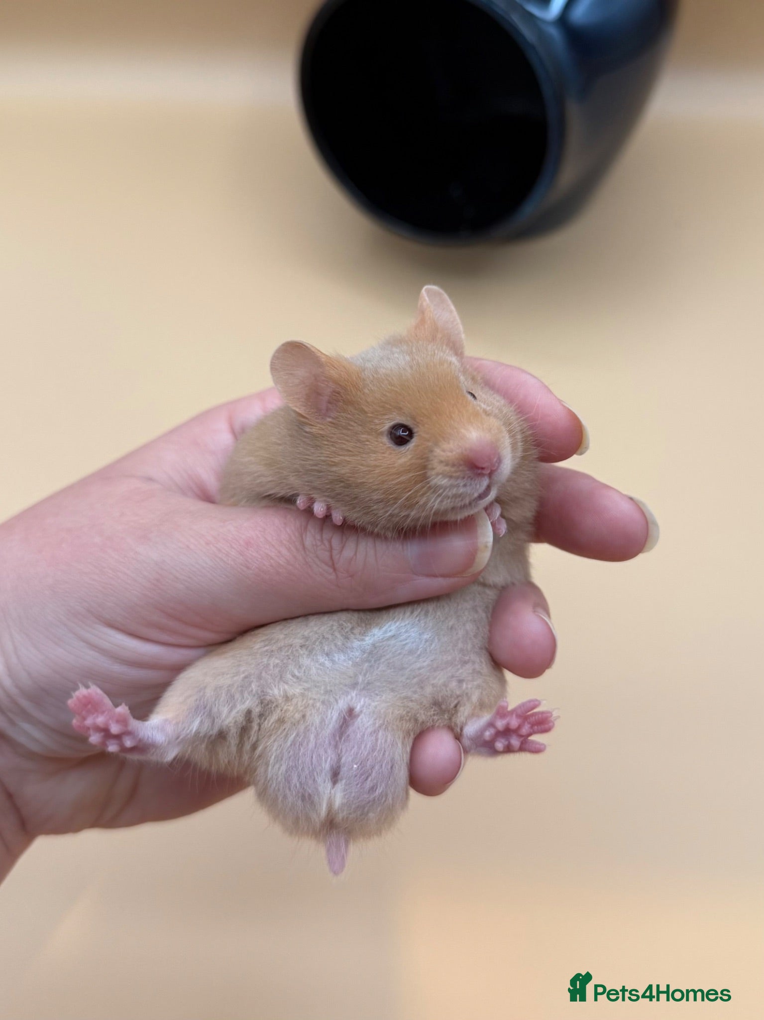 Hamster rodents Adorable PEDIGREE Syrian baby’s - Advert 1