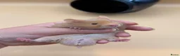 Hamster rodents for sale: Adorable PEDIGREE Syrian baby’s - Advert 1