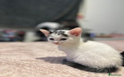 Domestic Shorthair cats for sale: Adorable Black & White Domestic Shorthair Kittens - Image 8