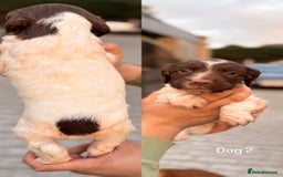 English Springer Spaniel dogs for sale: KC Reg BadgerCourt X Appachi Springer Pups - Image 5