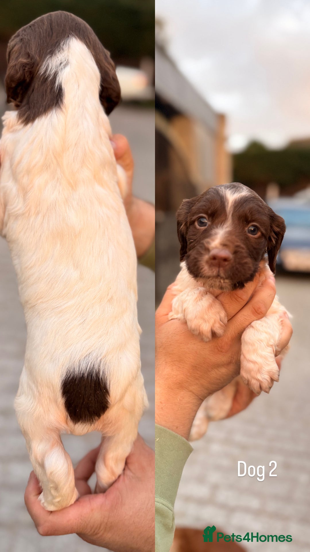 English Springer Spaniel dogs for sale: KC Reg BadgerCourt X Appachi Springer Pups - Image 5