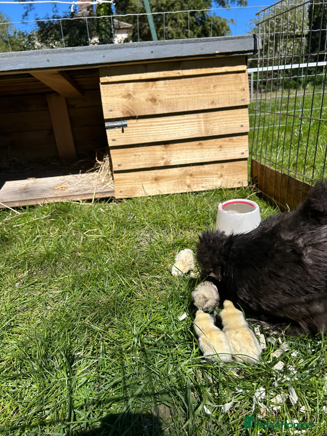 Chickens poultry for sale: Silkie hen and 6 chicks  - Advert 9