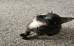 British Shorthair cats for sale: Male and female kittens for sale  - Image 13