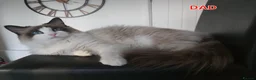 Ragdoll cats for sale: RAGDOLLS BICOLOUR BOY BLUE EYES READY NOW  - Advert 2