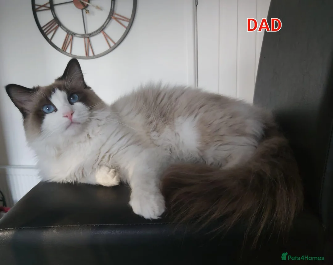 Ragdoll cats for sale: RAGDOLLS BICOLOUR BOY BLUE EYES READY NOW  - Advert 2