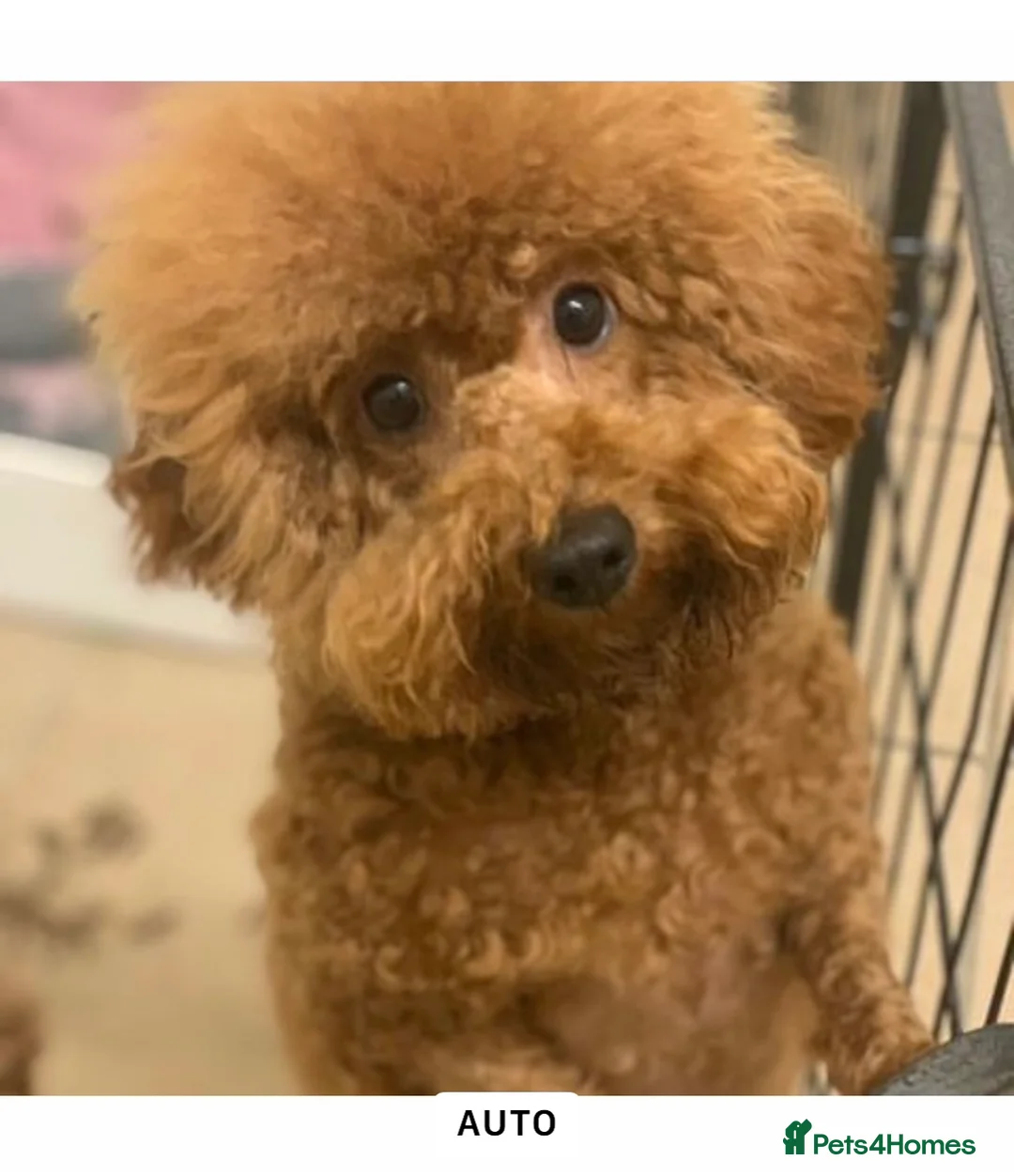 Cavachon dogs for sale: Amazing teddy Cavapoochons  - Advert 7