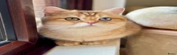 British Shorthair cats for sale: Golden odd eye BSH kitten - Advert 23