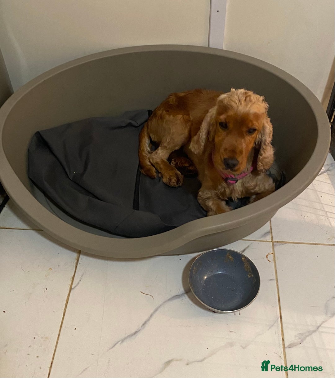 Cocker Spaniel dogs for sale: Fox red cocker spaniel girl  - Advert 5