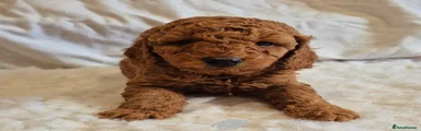 Miniature Poodle Puppy 1