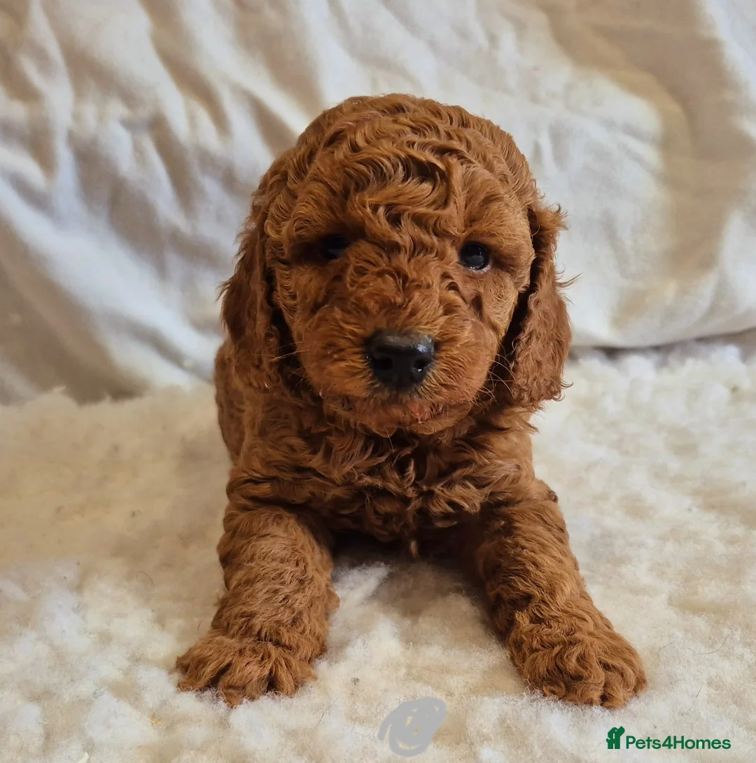 Miniature Poodle dogs for sale: Red Miniature Poodle Puppies KC Reg Health Tested  - Advert 2
