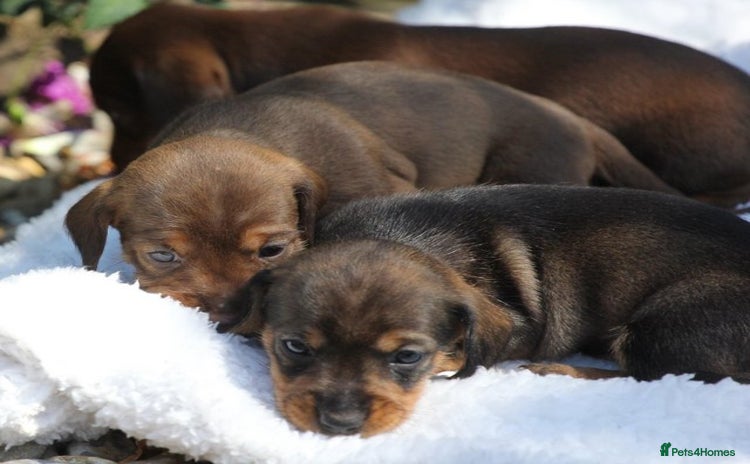 Miniature Dachshund dogs - Advert 1