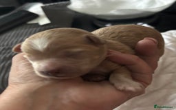Maltipoo dogs for sale: F1 maltipoo puppies  - Image 4