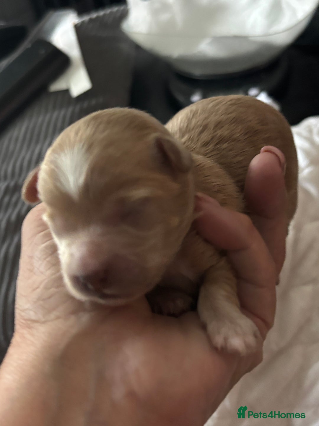 Maltipoo dogs for sale: F1 maltipoo puppies  - Image 4