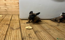 Belgian Shepherd Dog dogs for sale: 9 Belgian malinois puppies 🧬‼️ - Image 6