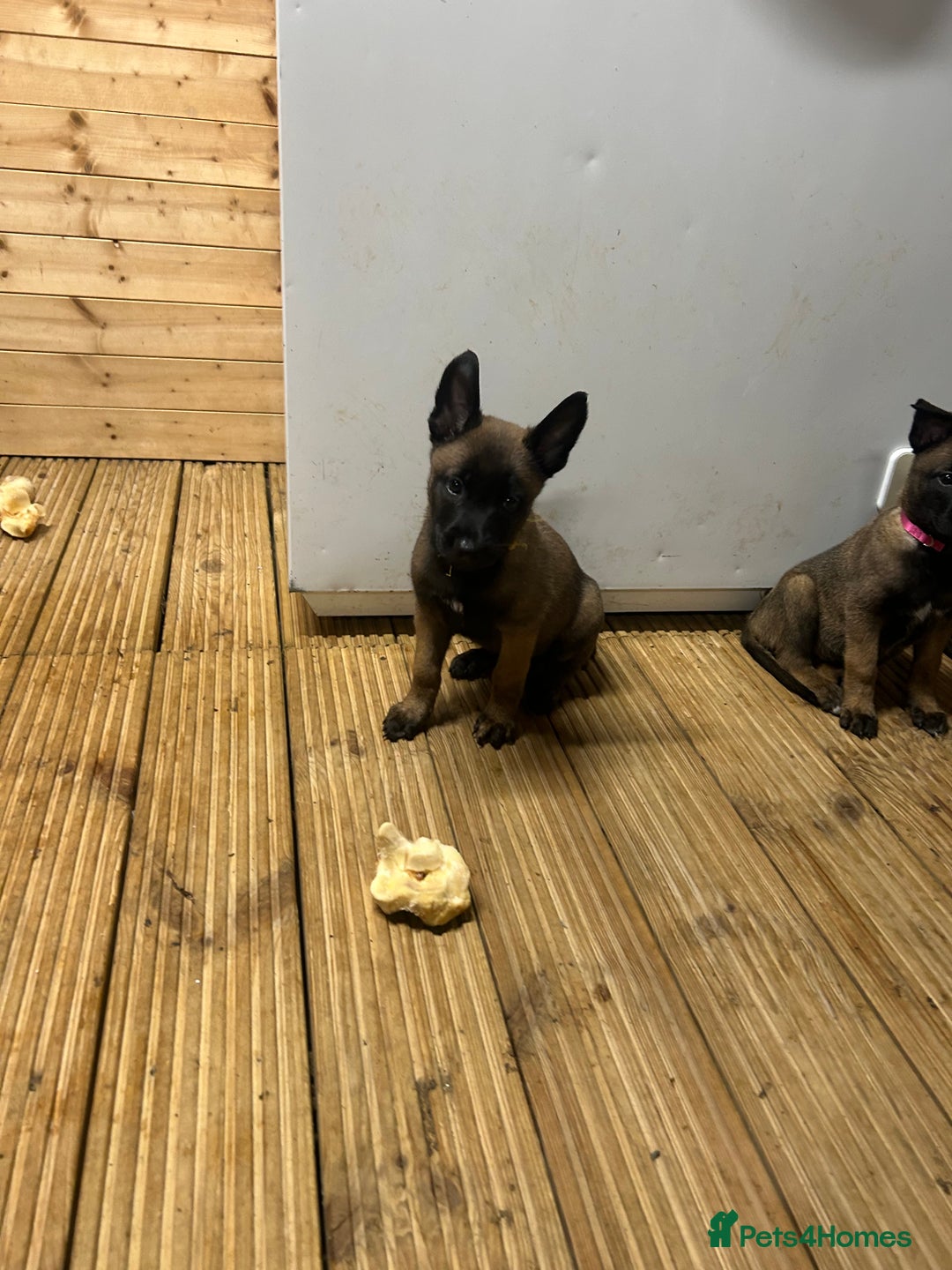 Belgian Shepherd Dog dogs for sale: 9 Belgian malinois puppies 🧬‼️ - Image 6